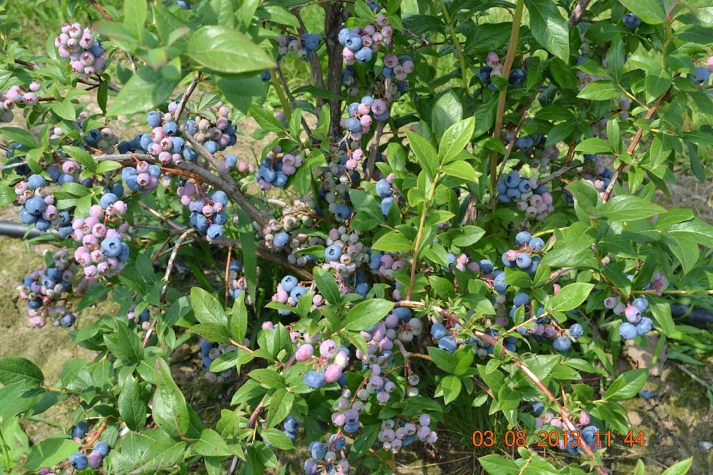 Bleuetière Maryse Bélisle | 180 12e Rang N, Saint-Nazaire-dActon, QC J0H 1V0, Canada | Phone: (819) 392-2249