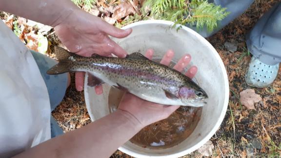 Crazy Creek Fishing Preserve | 362 Glen Ross Rd, Frankford, ON K0K 2C0, Canada | Phone: (613) 398-6995