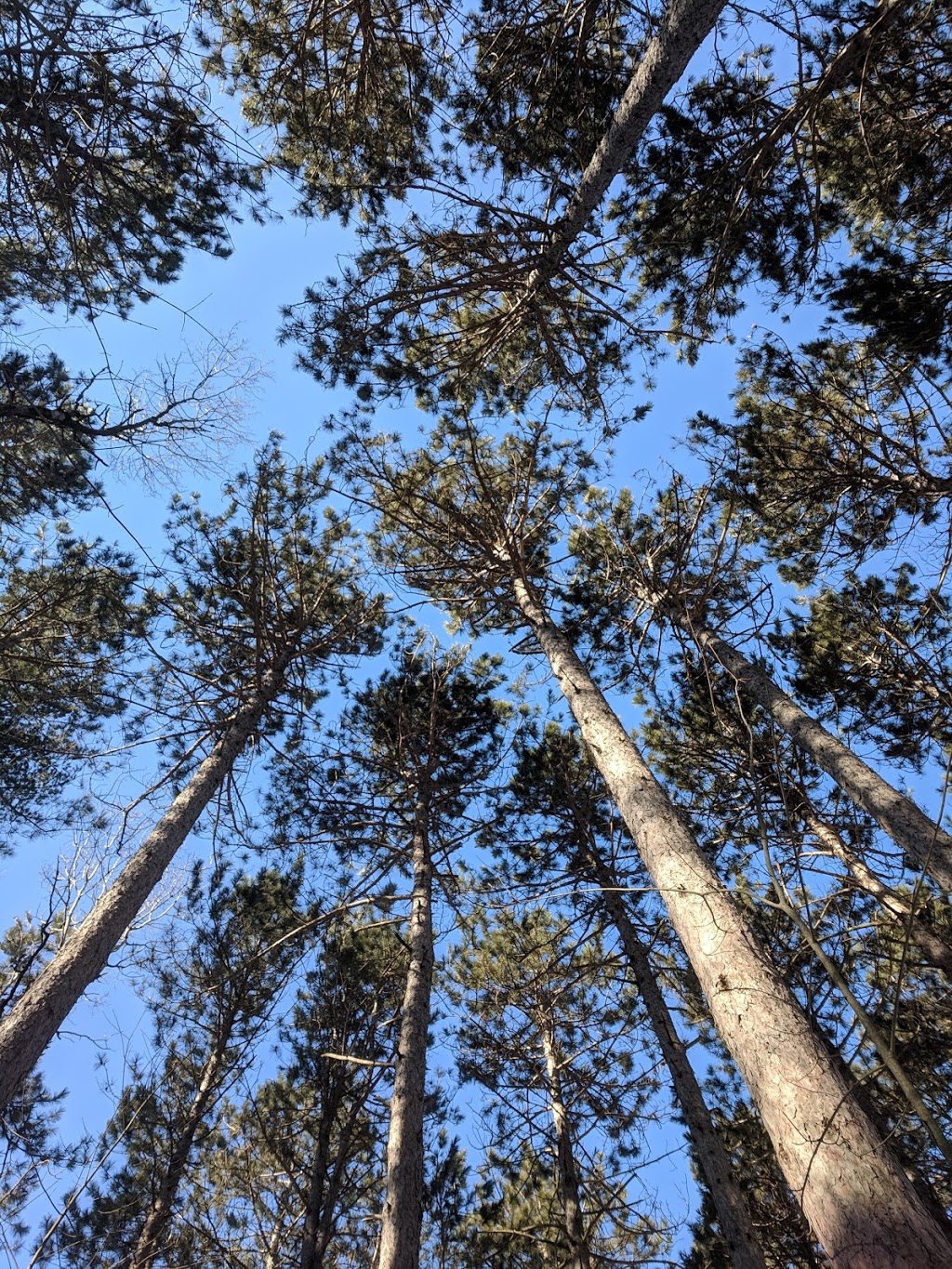 Grenfell Glen Park | Merivale Gardens - Grenfell Glen - Pineglen - Country Place, Ottawa, ON K2G, Canada