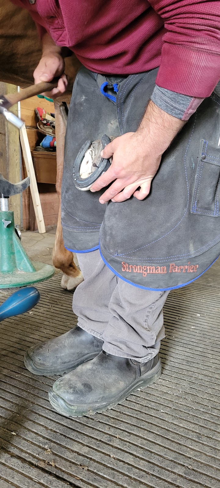 Strongman Farrier | 360 Elizabeth St, Beaverton, ON L0K 1A0, Canada | Phone: (416) 829-8385