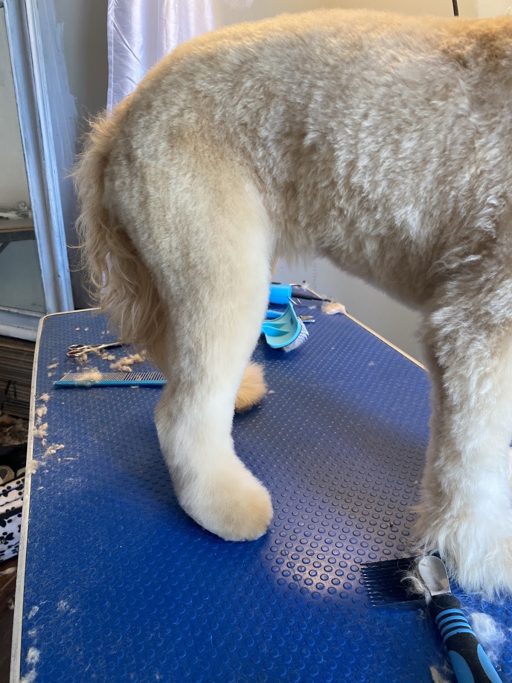 Classy K9s Dog Spaw | 63 Rich Ave, Cambridge, ON N1R 2A4, Canada | Phone: (226) 505-0912