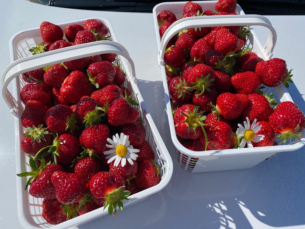 Vandorp Farms | 3786 Northumberland County Rd 28, Port Hope, ON L1A 3V6, Canada | Phone: (905) 373-3191