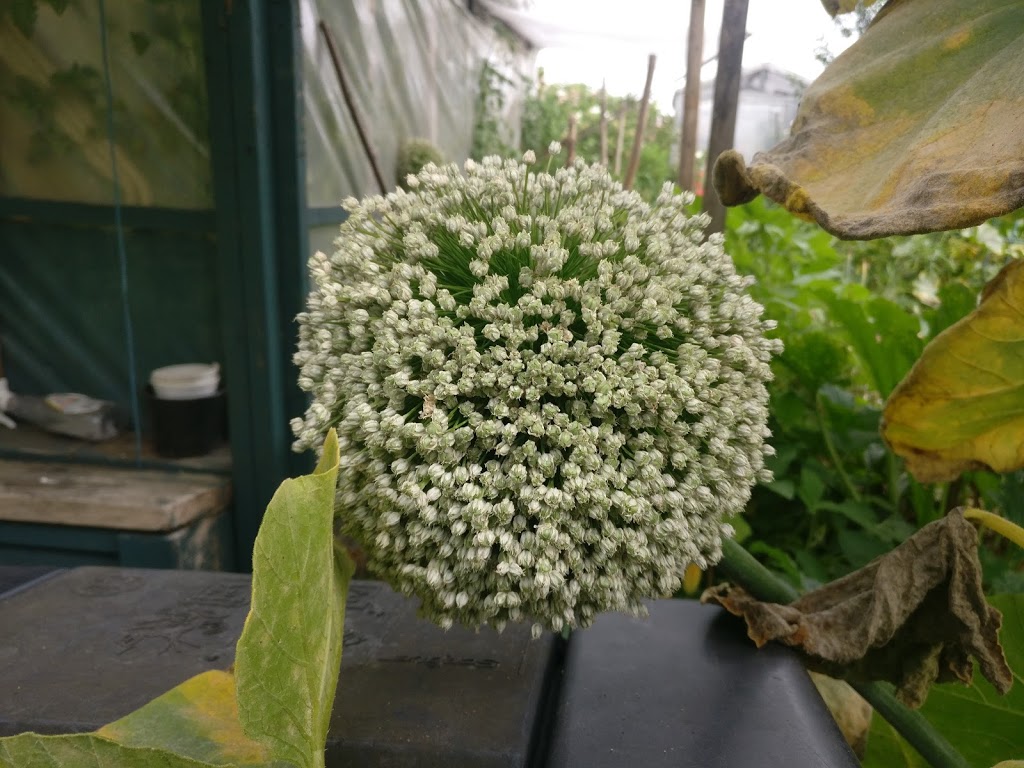 Community Garden | 6012-7528 Meadow Ave, Burnaby, BC V3N 1Y6, Canada