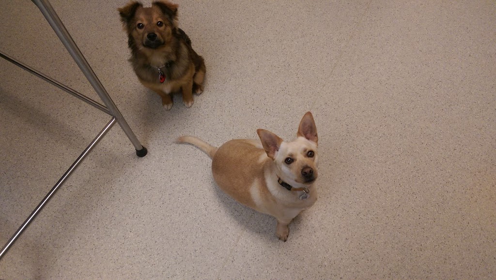 VCA Canada Burlington Animal Hospital | 1231 Guelph Line, Burlington, ON L7P 2T1, Canada | Phone: (905) 335-3515