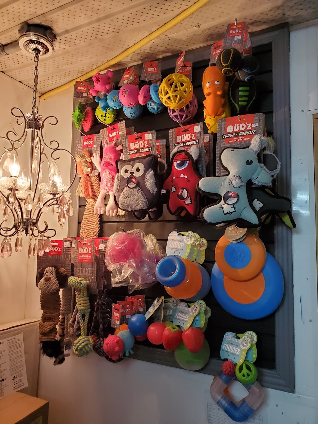 Les mignons doodle | 1011 QC-161, Chesterville, QC G0P 1J0, Canada | Phone: (819) 504-0588