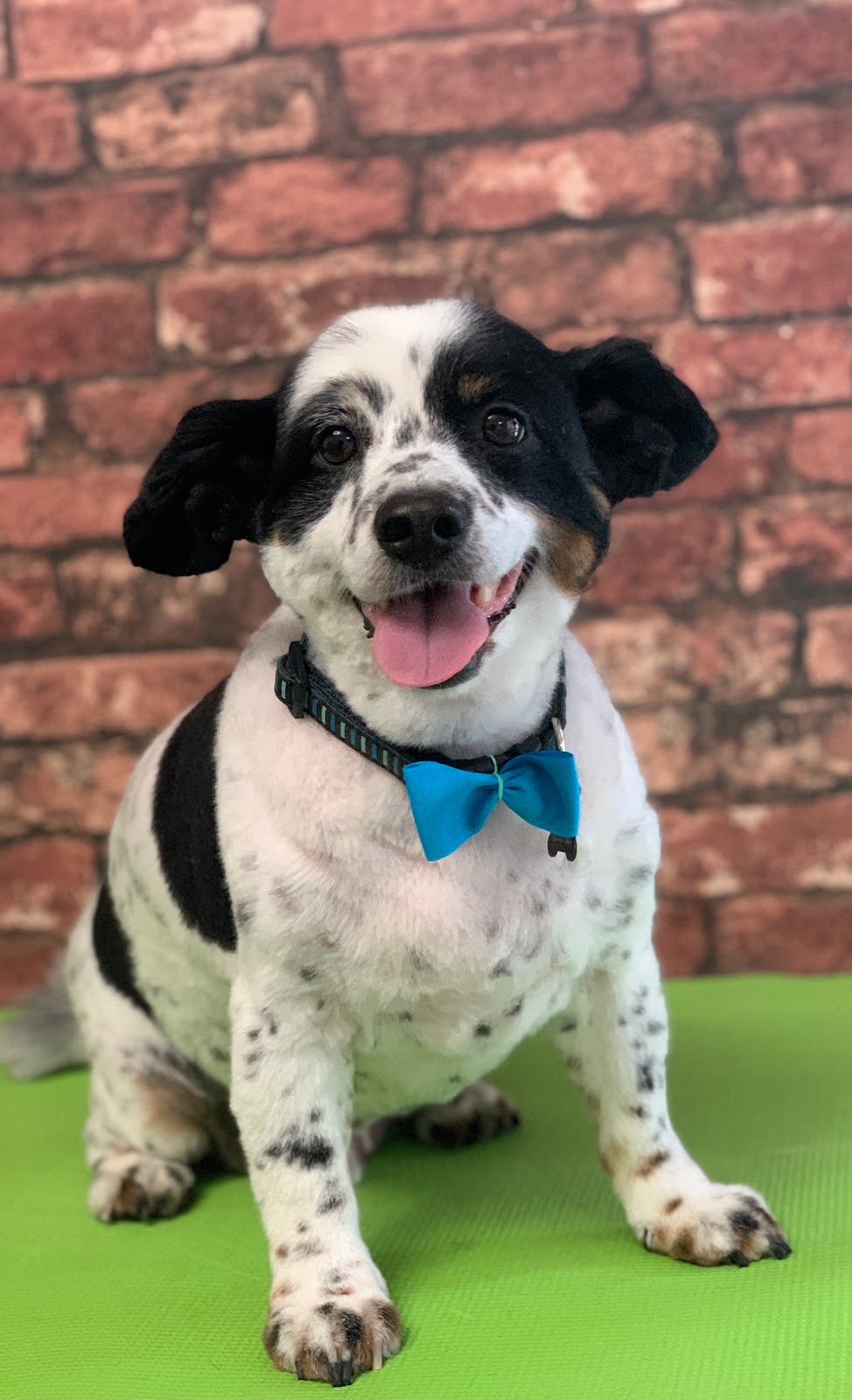 Happy Hounds Dog Grooming | 1 Westwood Wynd, Fort Saskatchewan, AB T8L 4L3, Canada | Phone: (780) 690-2033