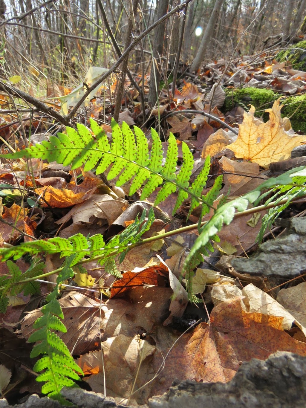Sheila McKee Park | 1730 Sixth Line Rd, Dunrobin, ON K0A 1T0, Canada
