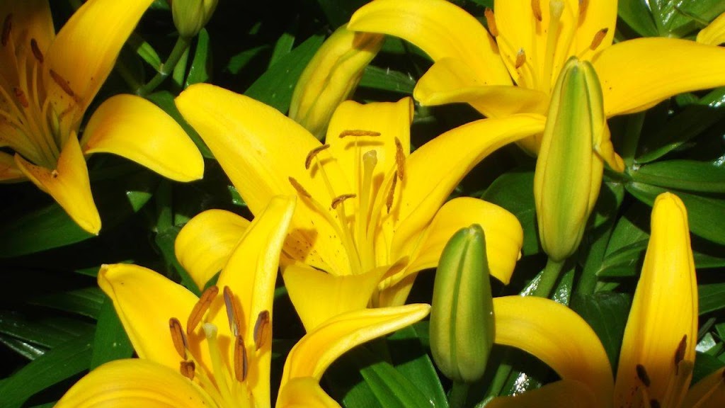 shadowrock nursery | 5781 2ed. line, Schomberg, ON L0G 1T0, Canada | Phone: (705) 330-5649