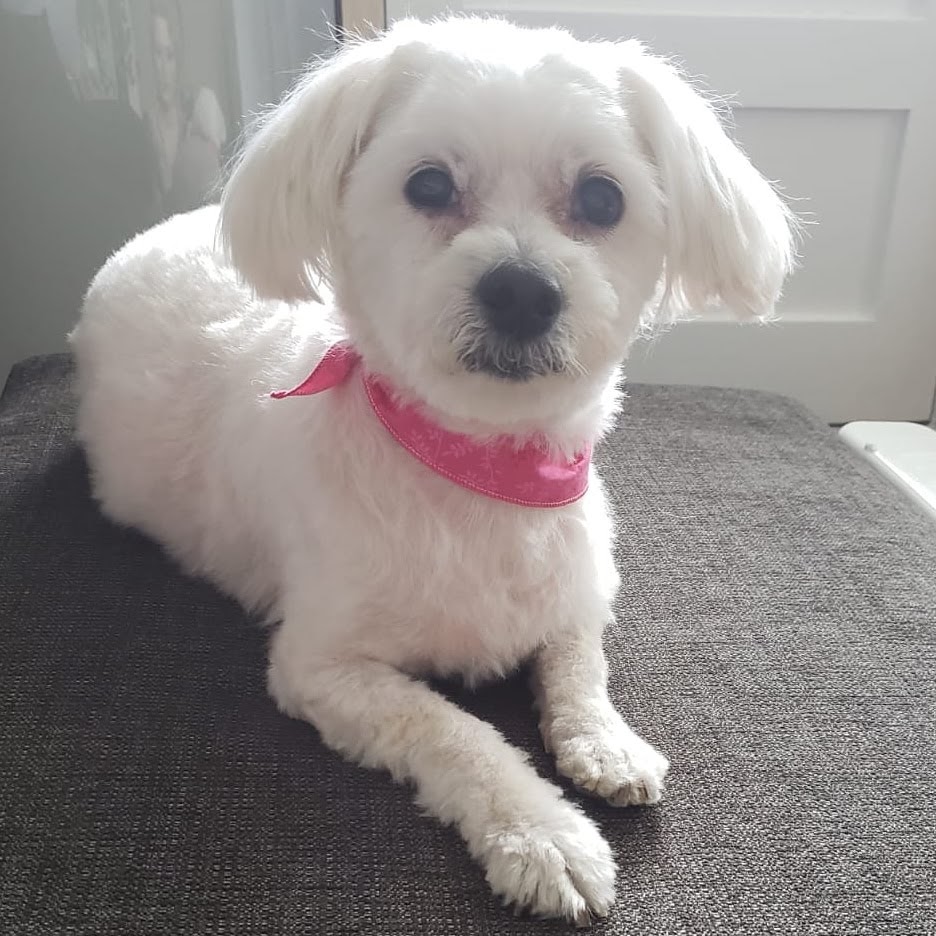 Groomies Grooming | 40L Bd Saint-Charles, Beaconsfield, QC H9W 5Z6, Canada | Phone: (514) 428-2547