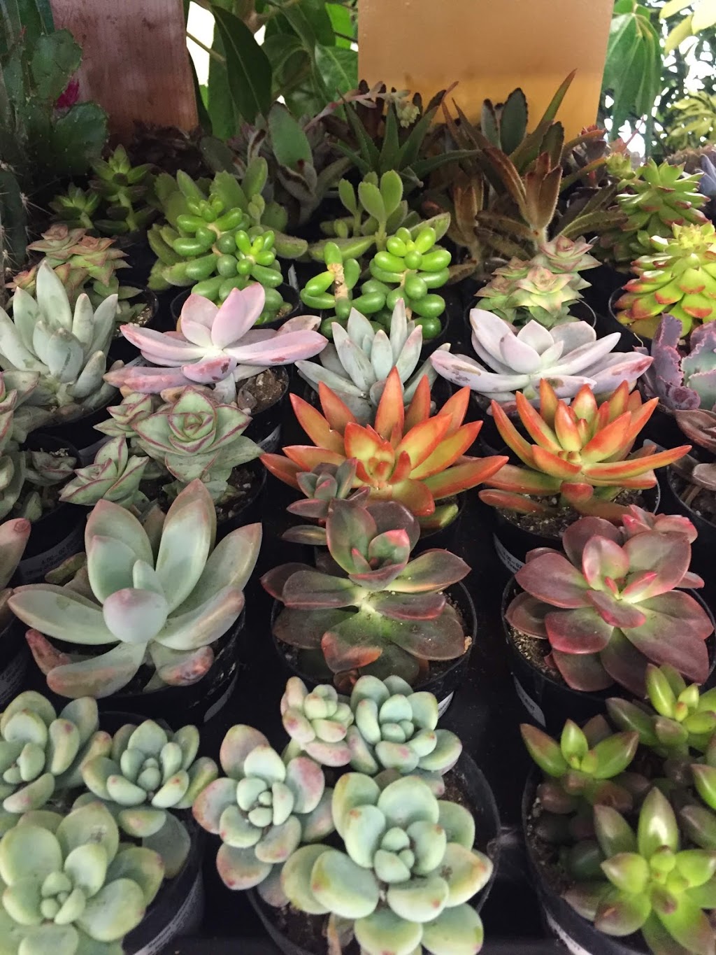 Lakeland Plant World | 909 Main St, Dartmouth, NS B2W 3V2, Canada | Phone: (902) 435-1983