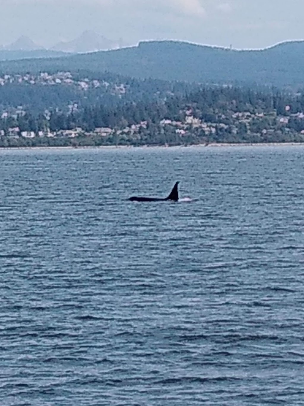 Blackfish Tours by Outer Island Expeditions | 2201 Skyline Way, Anacortes, WA 98221, USA | Phone: (360) 376-3711