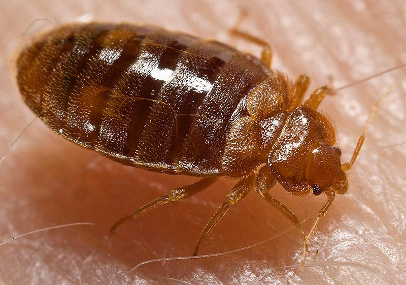 Paramount Pest Control | 212 Tivoli Private, Nepean, ON K2E 0A7, Canada | Phone: (613) 263-4357