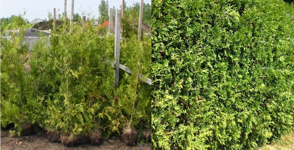 Cumberland Kanata Landscaping | 3547 St Joseph Blvd, Orléans, ON K4A 0Z4, Canada | Phone: (613) 830-4832