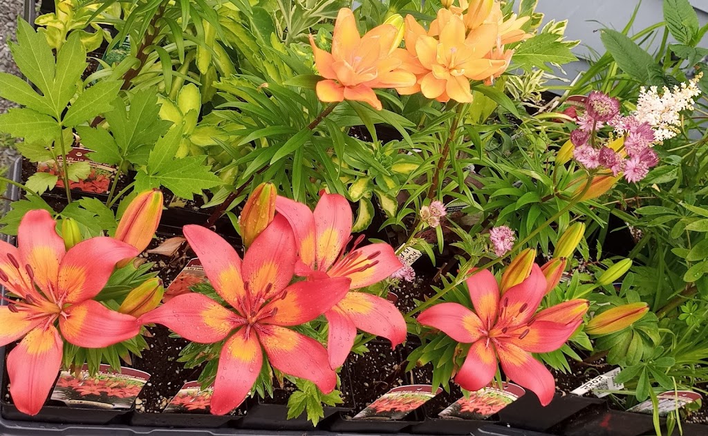 Cowan Street Perennial Plants, etc | 2160 Cowan St, Westville, NS B0K 2A0, Canada | Phone: (902) 301-6947
