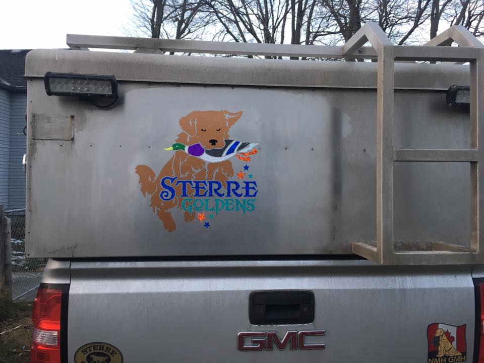 Sterre Goldens | 1630 1st Concession Rd STR, Delhi, ON N4B 2W4, Canada | Phone: (519) 589-6680