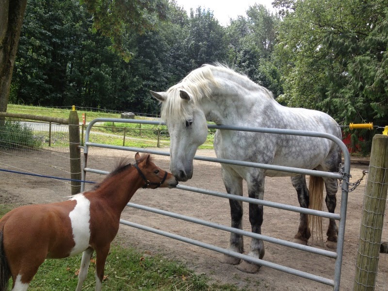 White Dove Stables | 5285 Hopedale Rd, Chilliwack, BC V2R 4P9, Canada | Phone: (604) 832-0189