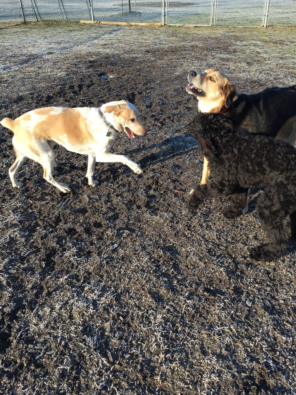 Quest Canine Services | 46393 Roberts Line, Sparta, ON N0L 2H0, Canada | Phone: (519) 615-0630