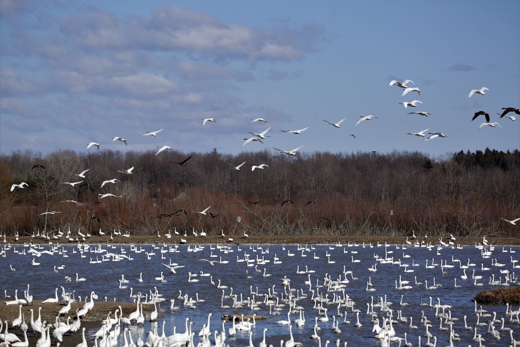 Aylmer Wildlife Management Area | 10594 Hacienda Road, Aylmer, ON N5H 2R3, Canada