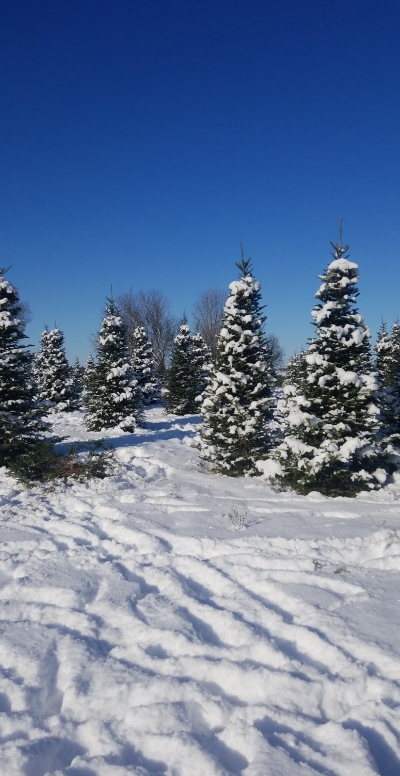 Denmar Christmas Trees | 217 Clearview Rd, Stirling, ON K0K 3E0, Canada | Phone: (613) 922-2841