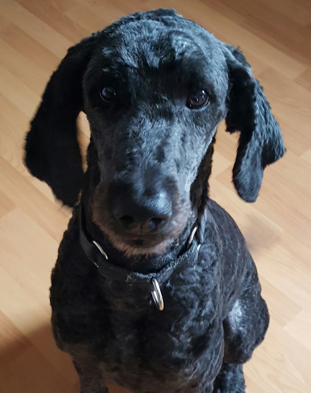 Woodlands Pet Resort | 400 E Uniacke Rd, Mount Uniacke, NS B0N 1Z0, Canada | Phone: (902) 866-3633