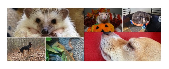 Lasalle Animal Clinic | 1560 Lasalle Blvd, Sudbury, ON P3A 1Z7, Canada | Phone: (705) 560-7226