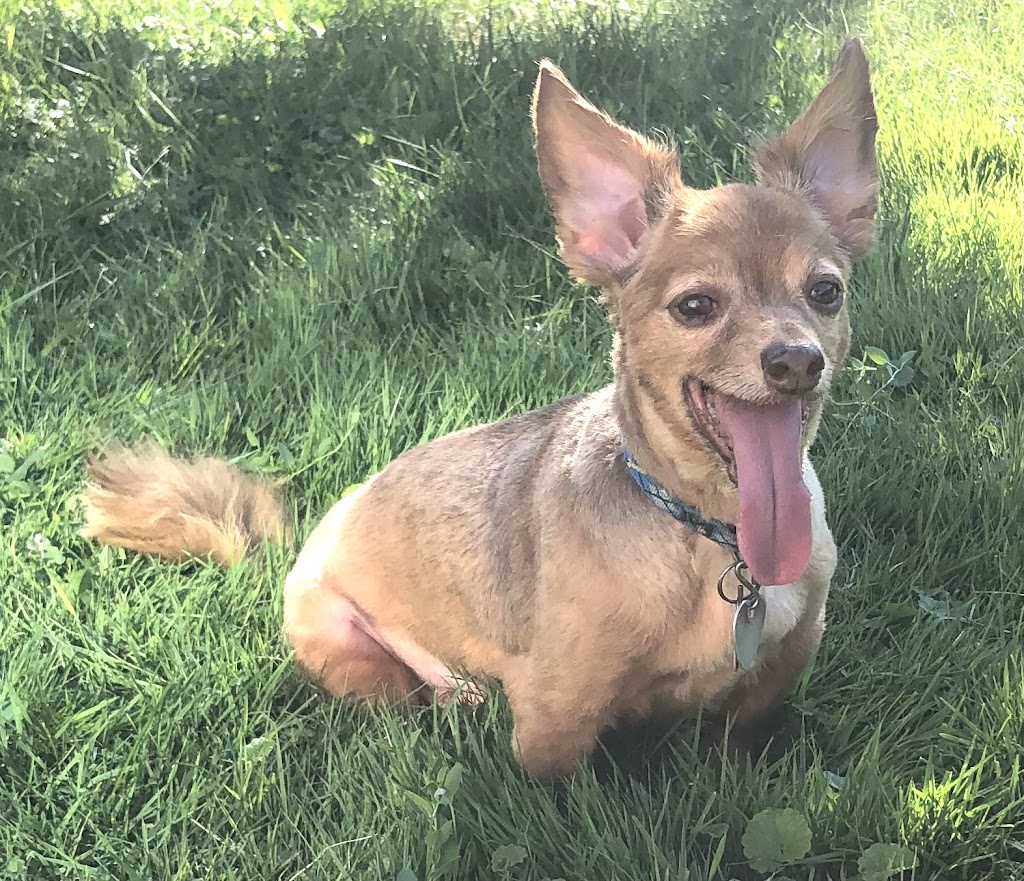 Pampered Pooches by Dee Dee | 1050 Line Ave A, Welland, ON L3C 3C3, Canada | Phone: (905) 733-8500