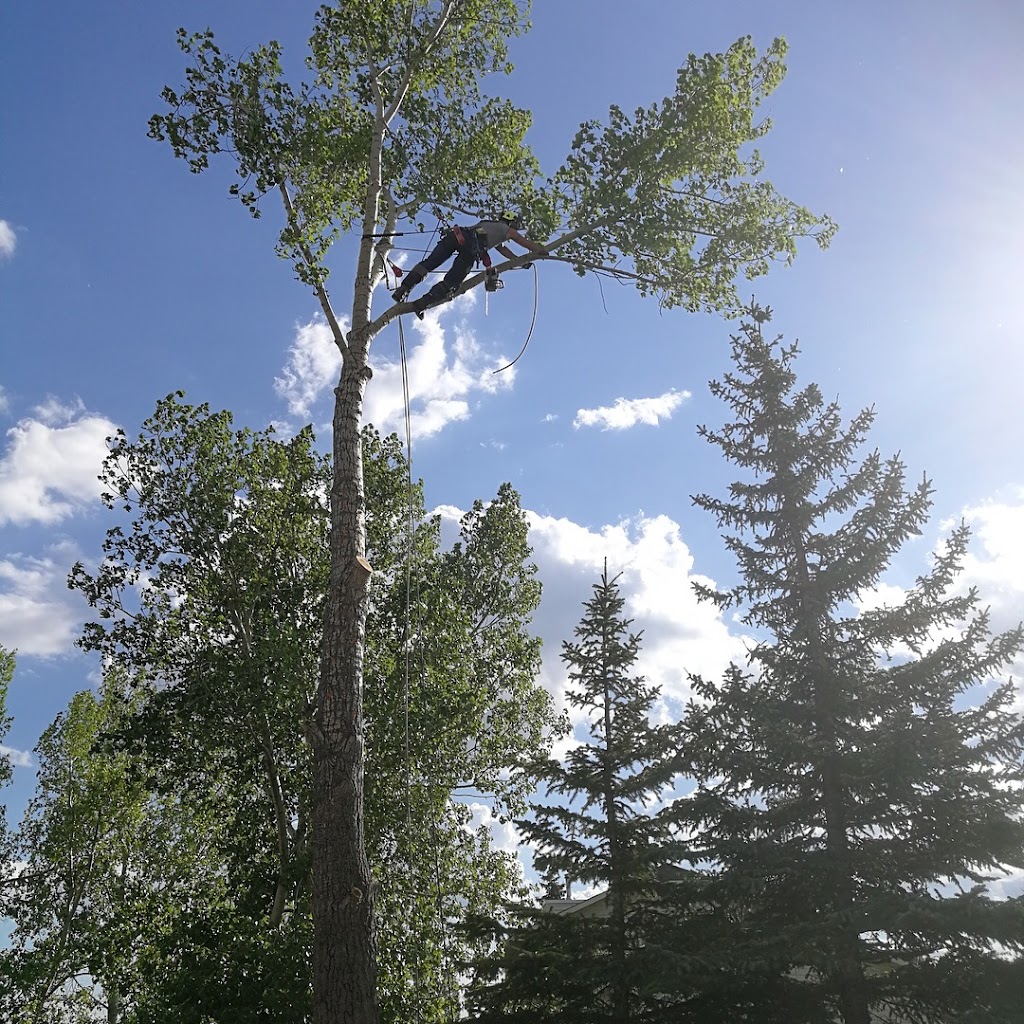 Open Canopy Tree Co. | 81 Glacier Dr SW, Calgary, AB T3E 5A3, Canada | Phone: (403) 466-1656