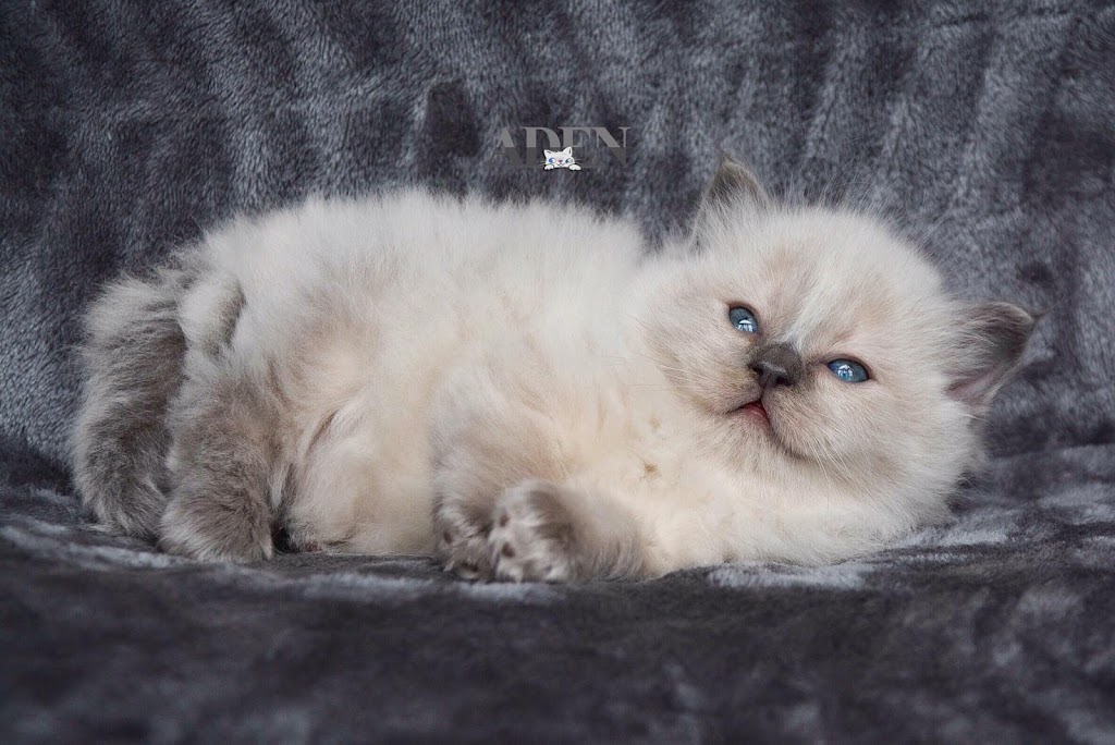 ADEN RAGDOLLS | veterinary care | Port Dover, ON N0A 1N6, Canada | 9056272255 OR +1 905-627-2255