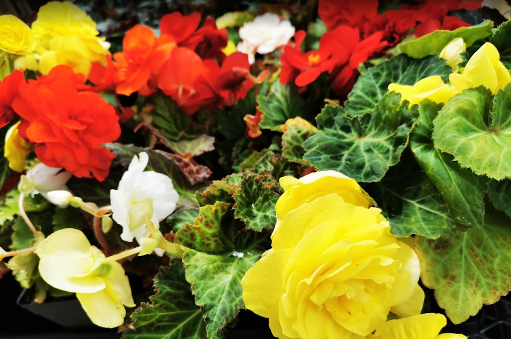 DaJue Garden 大觉艺圃 | 8451 No 5 Rd, Richmond, BC V6Y 2V5, Canada | Phone: (604) 277-0871