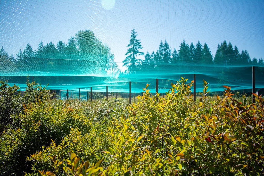 Blueberry Fields Forever (Duncan BC) | 5595 Jordans Ln, Duncan, BC V9L 6J1, Canada | Phone: (250) 715-0084