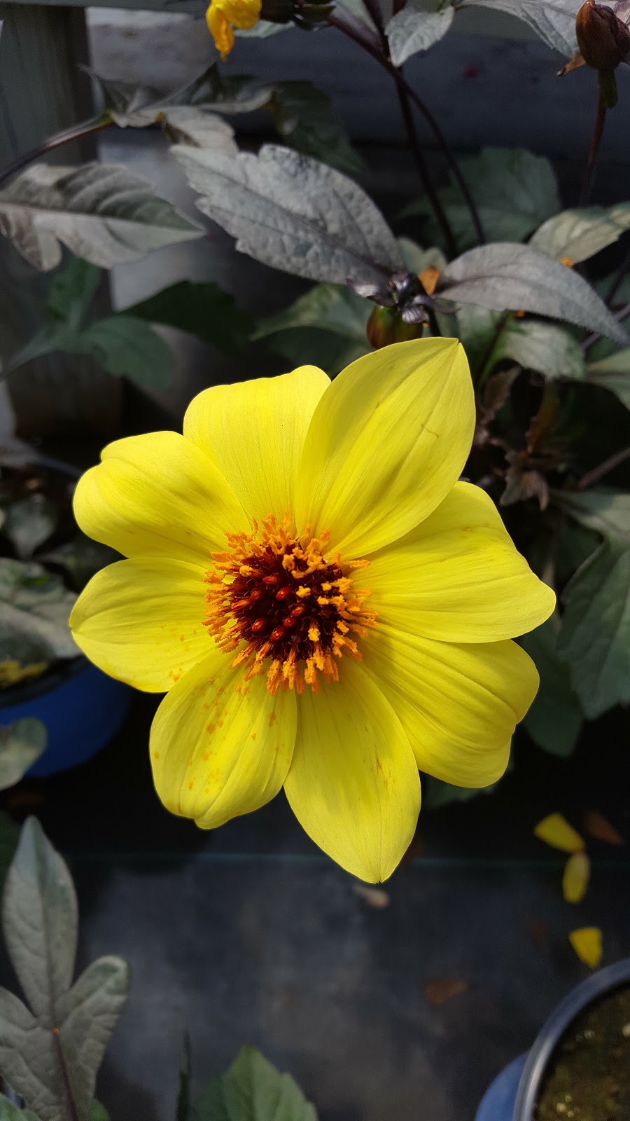 Les Jardins Chartrand | 306 Chemin Antoine-Boucher, Gatineau, QC J9J 3M6, Canada | Phone: (819) 684-6934