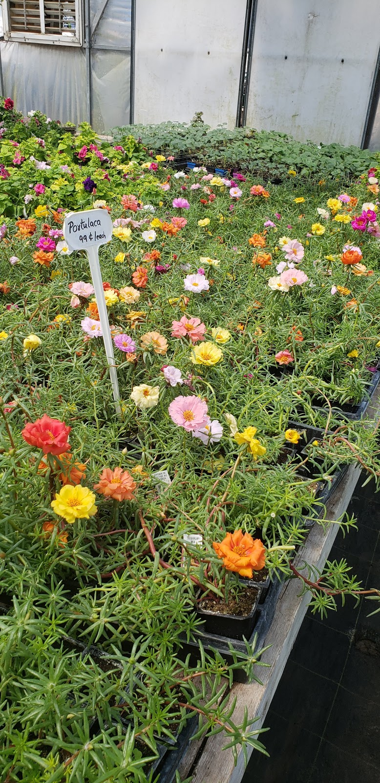 Sandhu Greenhouses | 9707 128 Ave, Osoyoos, BC V0H 1V2, Canada | Phone: (250) 689-0234