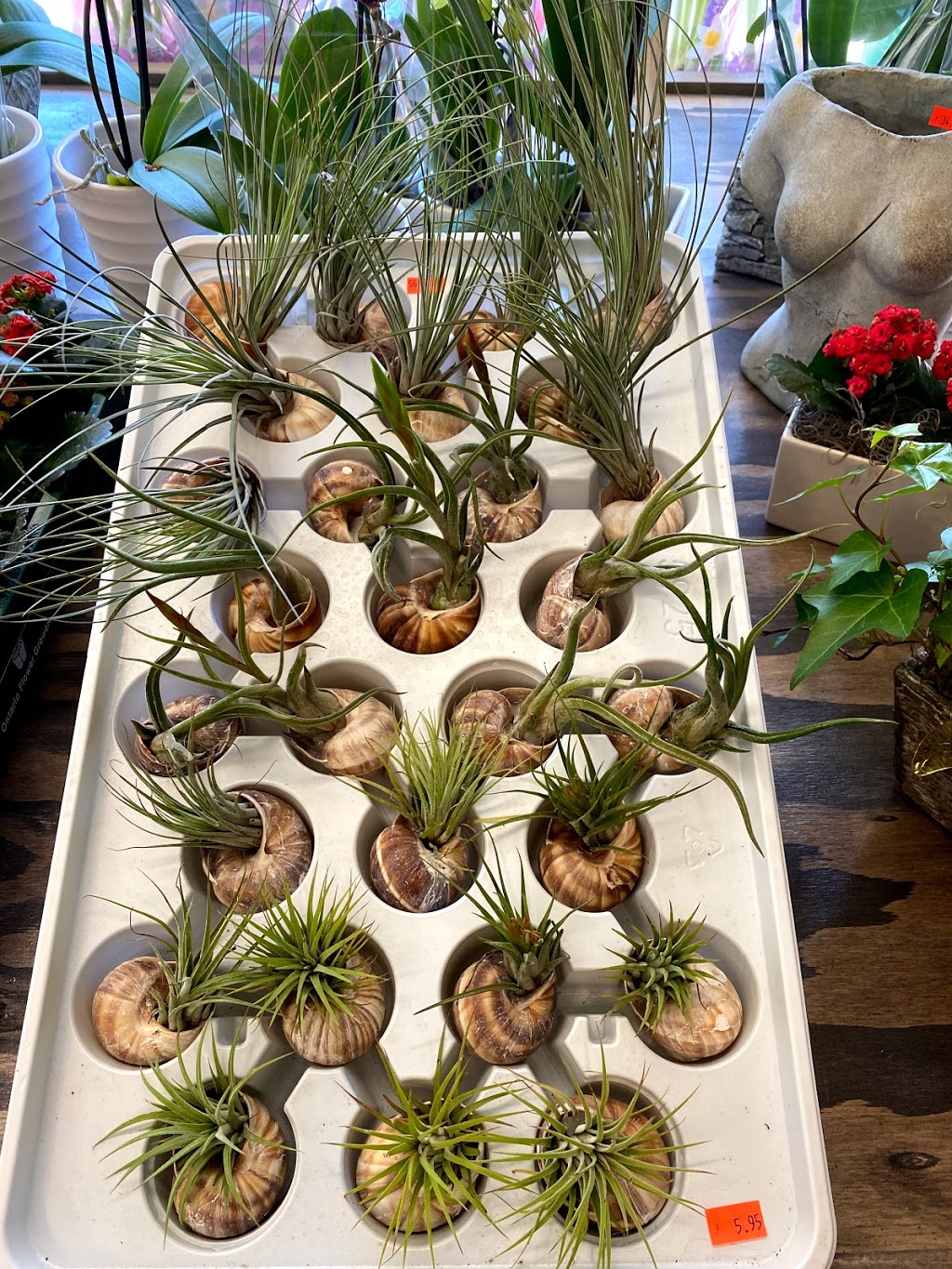 Kingston Road Flower Market | 966 Kingston Rd, Toronto, ON M4E 1S7, Canada | Phone: (416) 694-9131