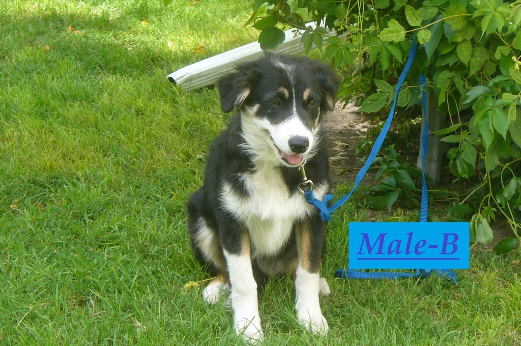 Wall 2 Wall Border Collies & Mini BorDoodles | Box 184, 250 Gimby St, Cartwright, MB R0K 0L0, Canada | Phone: (204) 529-2663
