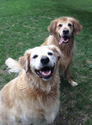 Chews Raw Pet Food | 287 Dundas St E, Waterdown, ON L0R 2H0, Canada | Phone: (905) 407-8018