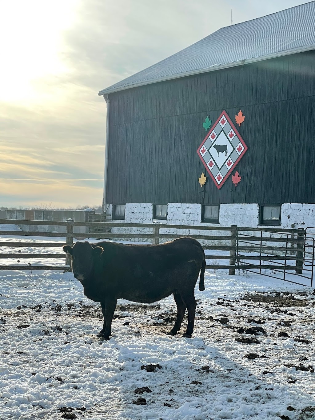 Grazing Meadows Wagyu | 43085 Newry Rd, Brussels, ON N0G 1H0, Canada | Phone: (519) 357-5807