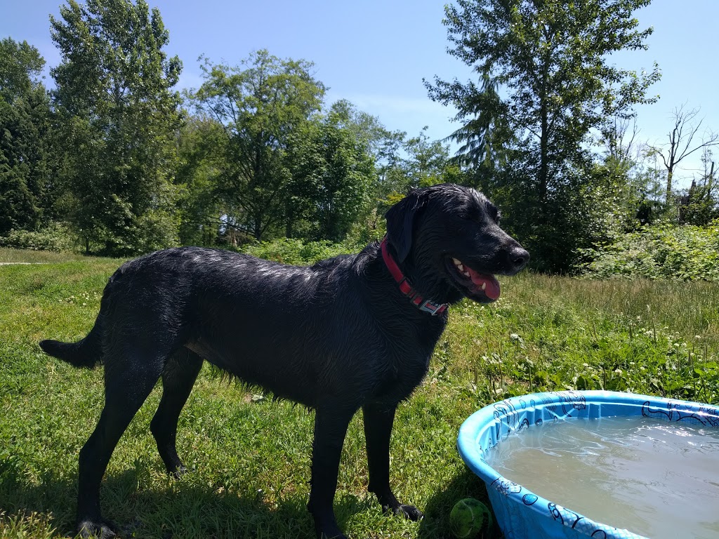 Freedom Dog Park | 8398 154a St #8382, Surrey, BC V3S 4P1, Canada | Phone: (604) 501-5050