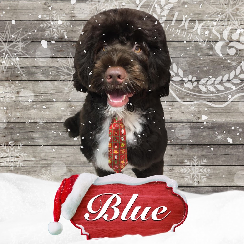 Dogs & Goddesses Inc. | 3435 Eglinton Ave W Unit 2, Mississauga, ON L5M 7Z5, Canada | Phone: (905) 820-1999