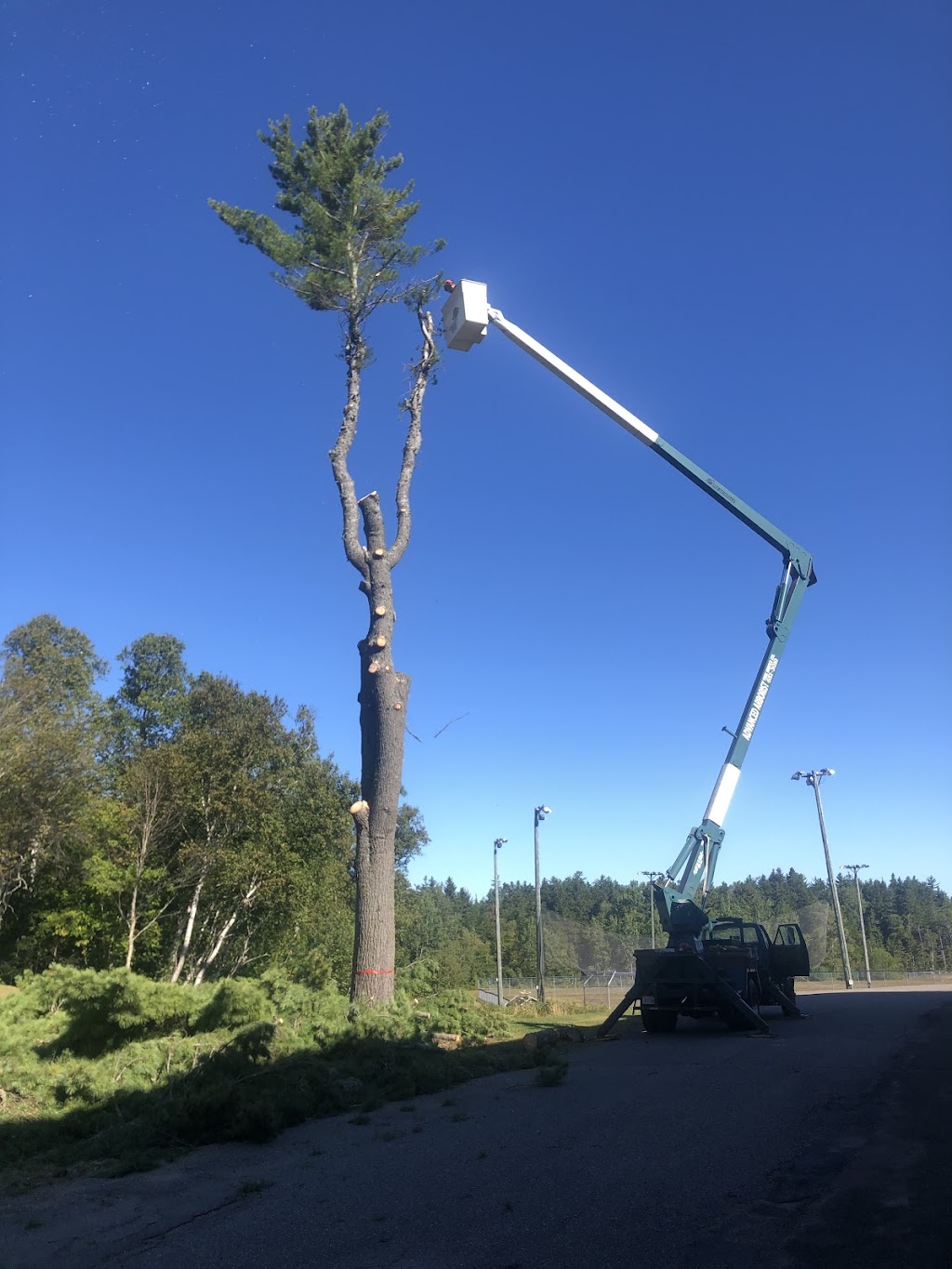 Advanced Arborist Tree Service Ltd | 11 Homestead Dr, Hampton, NB E5N 0J8, Canada | Phone: (506) 651-3010