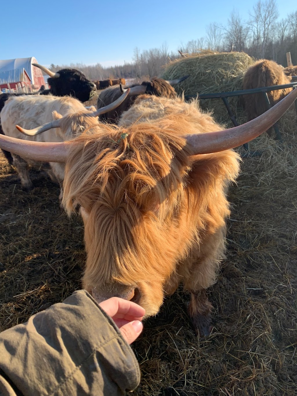 DNAs Farm | 45754 Fordwich Line, Clifford, ON N0G 1M0, Canada | Phone: (519) 573-5283