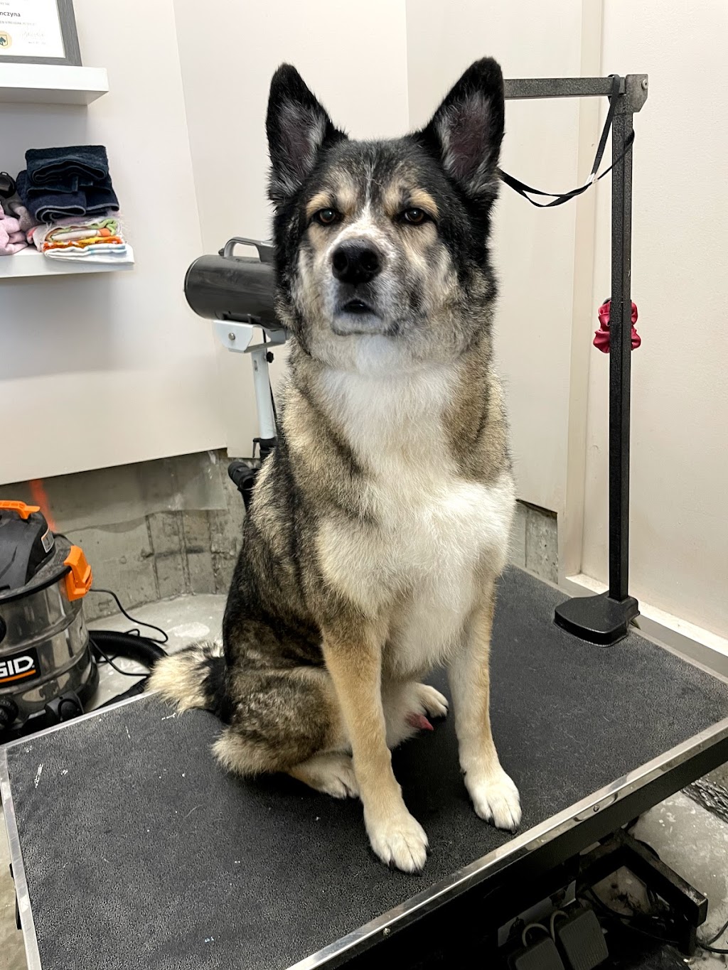 Grooming By Julia | 1817 Tanager Cl NW, Edmonton, AB T5S 0K9, Canada | Phone: (825) 522-3647