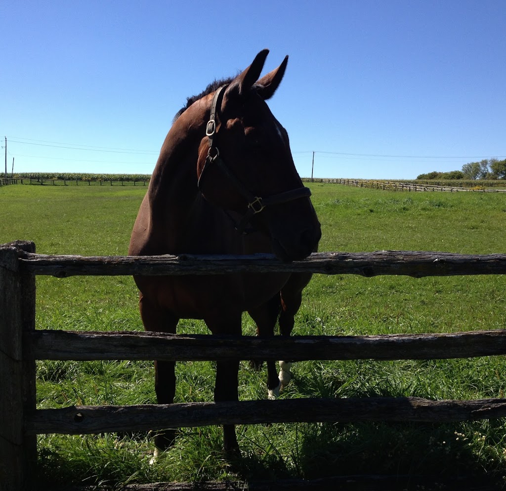 QUASAR EQUESTRIAN LTD. | 890 Davis Dr W, Newmarket, ON L3Y 4V9, Canada | Phone: (905) 252-6177