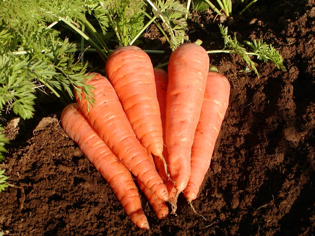 Les Jardins de lécoumène | 2855 Chemin de lÉcoumène, Saint-Damien, QC J0K 2E0, Canada | Phone: (450) 835-1149