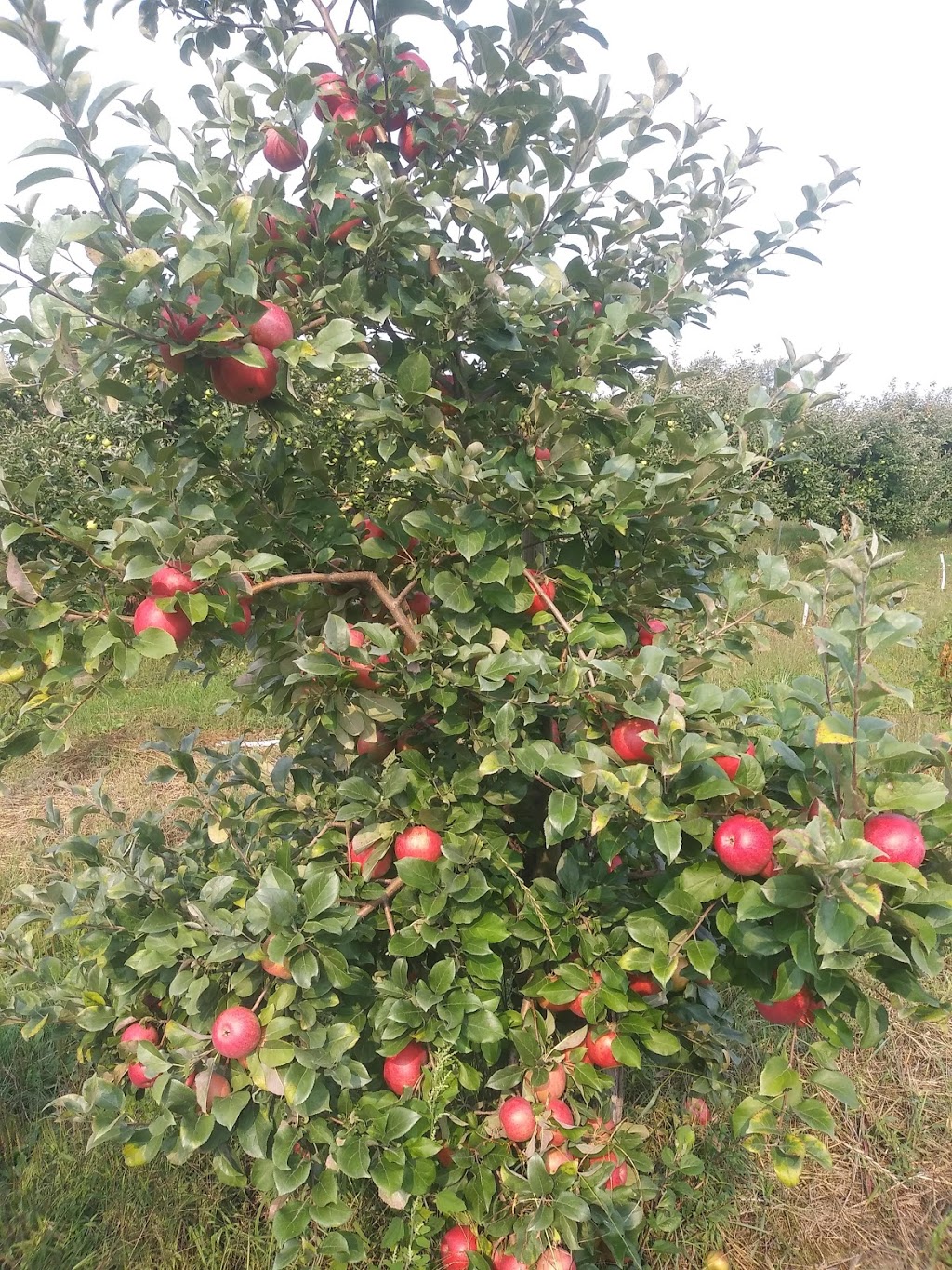 Scotview Orchards | 159 Norwich Rd, Scotland, ON N0E 1R0, Canada | Phone: (519) 446-2476