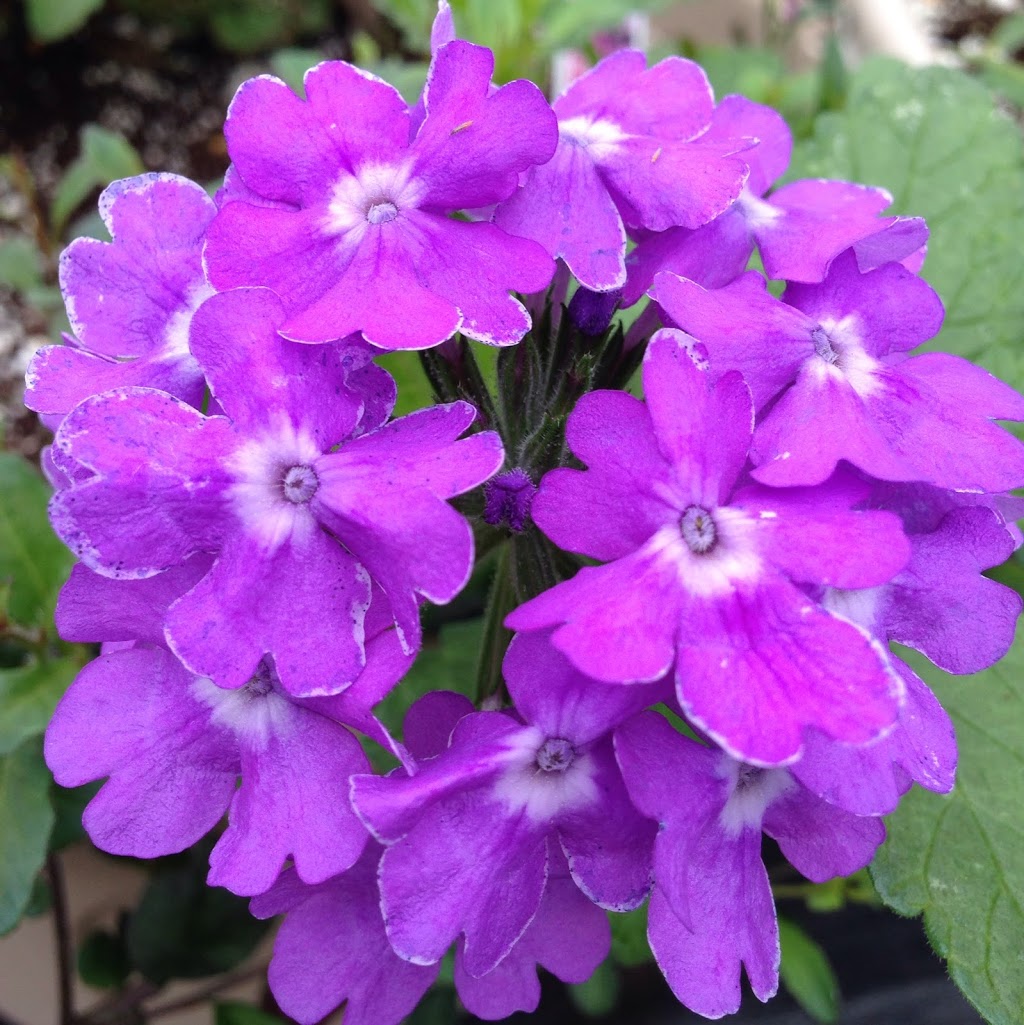 Old Mill Greenhouse | 22112 Gibson Rd, Mount Brydges, ON N0L 1W0, Canada | Phone: (519) 264-1638