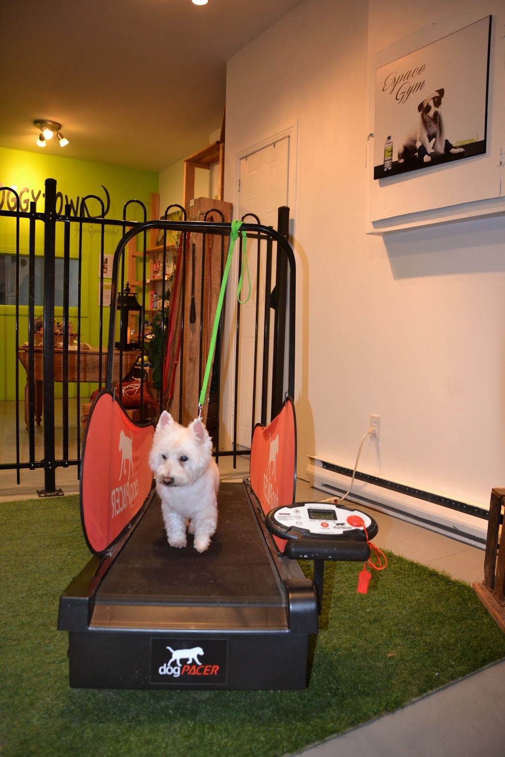Adorable Doggytown | 322 Chem. du Ruisseau, Saint-Jacques-le-Mineur, QC J0J 1Z0, Canada | Phone: (514) 846-3444