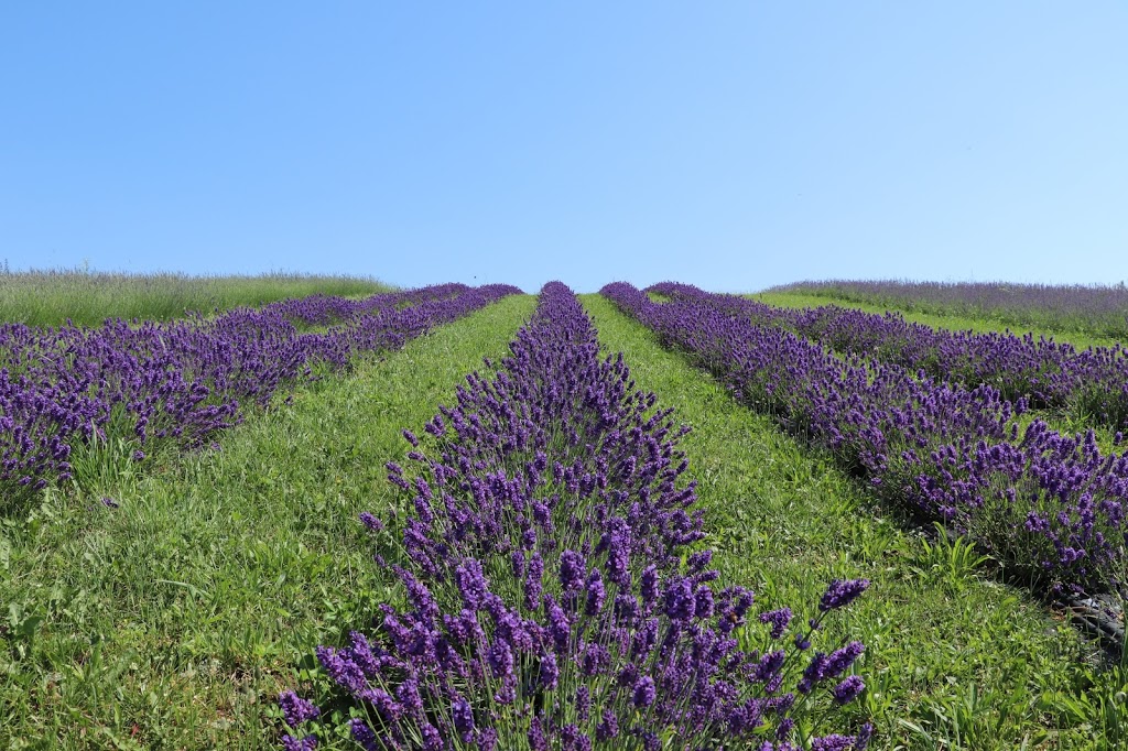 Kelso Lavender | 8649 Appleby Line, Campbellville, ON L0P 1B0, Canada | Phone: (647) 473-4007