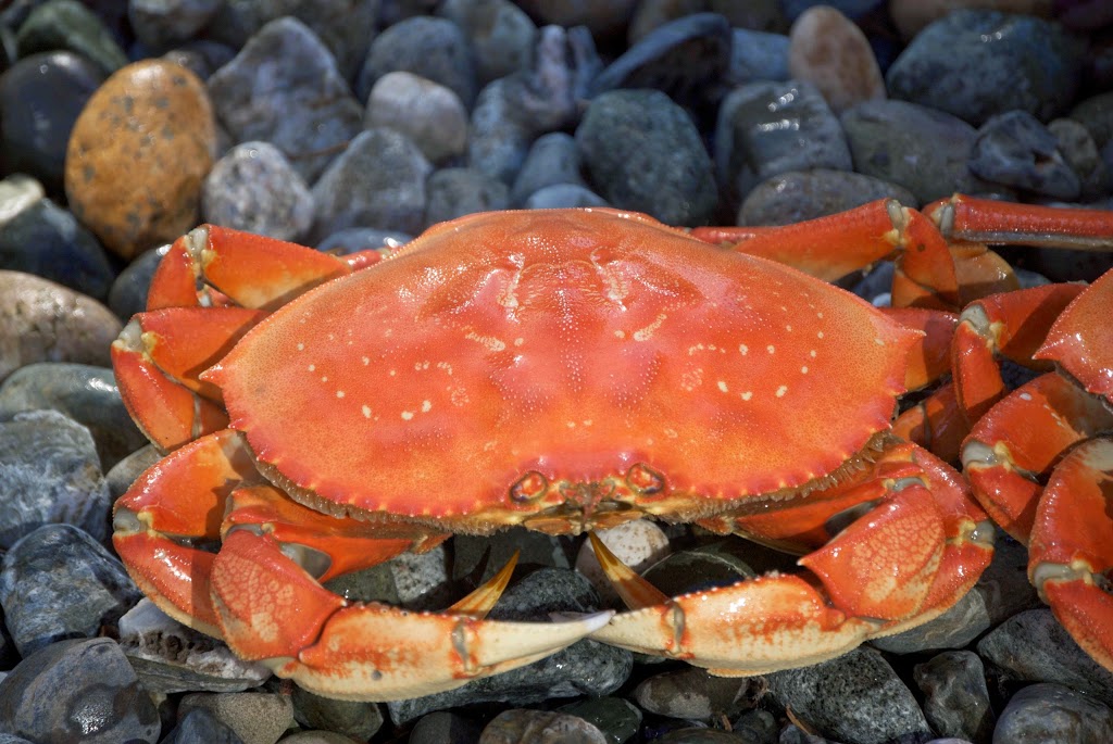 Alice Bay | 11794 Scott Rd, Bow, WA 98232, USA | Phone: (360) 708-7535