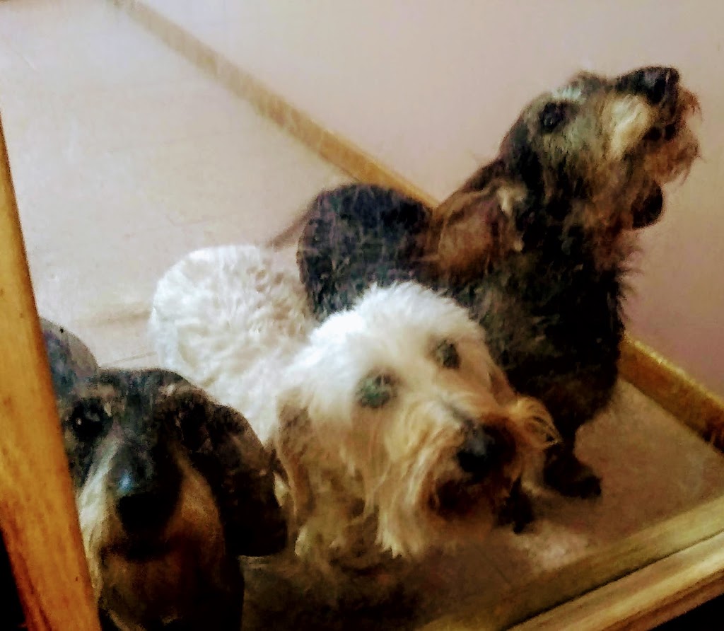Westmorland Pet Retreat | 36 Burford-Delhi Townline Rd, Scotland, ON N0E 1R0, Canada | Phone: (519) 446-2995