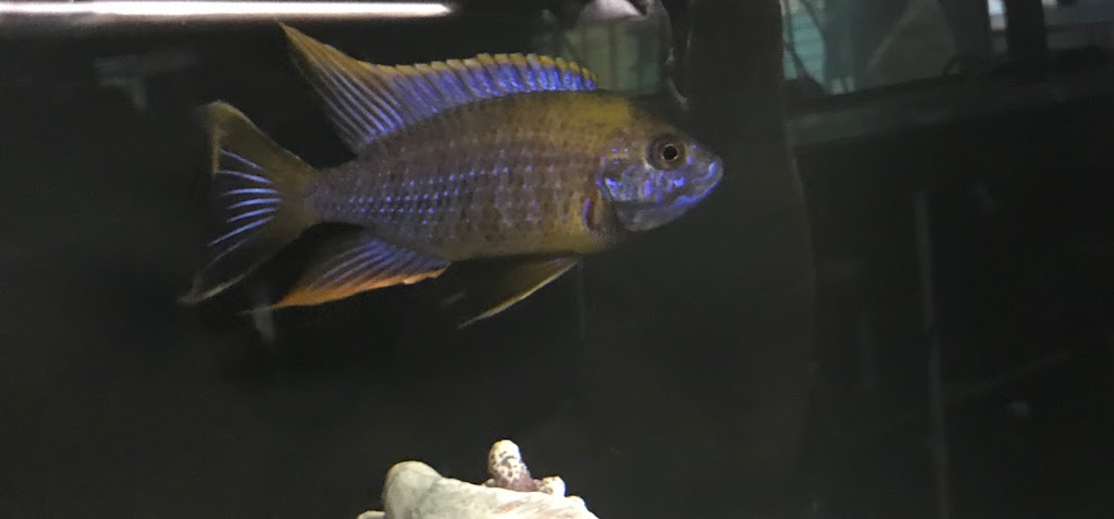 Rainbow Aquarium | 80 Nashdene Rd unit #79, Scarborough, ON M1V 5E4, Canada | Phone: (416) 300-7993